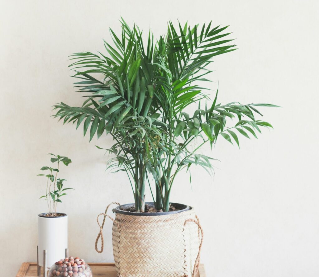 Areca Palm : User
15 Best Indoor plants for oxygen : Mohit Tandon USA