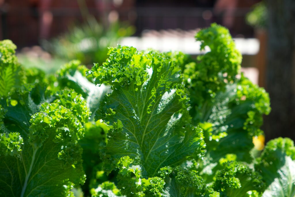 Kale : Winter Foods for Glowing Skin : Mohit Tandon Burr ridge