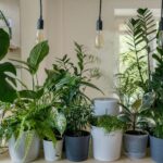Mohit Tandon USA : 15 Best Indoor plants for oxygen