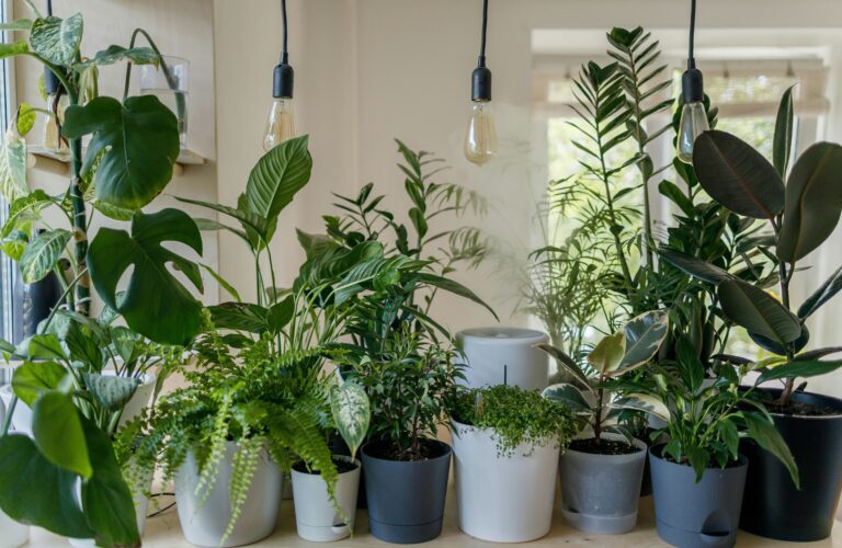 Mohit Tandon USA : 15 Best Indoor plants for oxygen